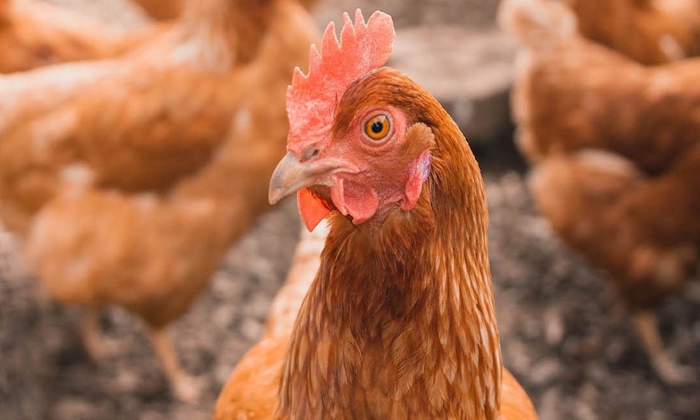 Chăm sóc gà siêu trứng cần chú ý gì