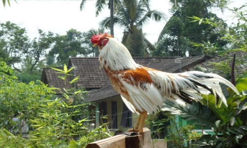 Nguồn gốc gà thần tài Ayam Ketawa