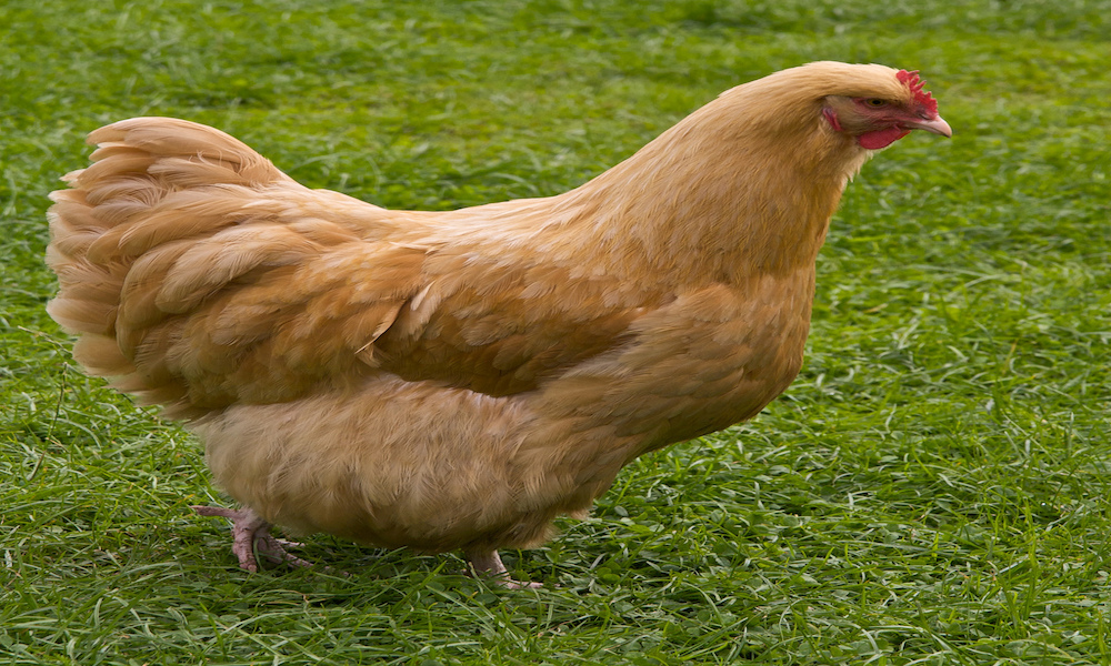 Những đặc điểm về một trong những giống gà đắt nhất thế giới