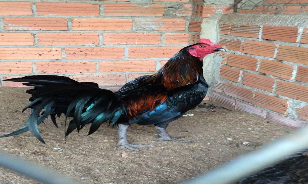 Đặc điểm gà chiến Peru