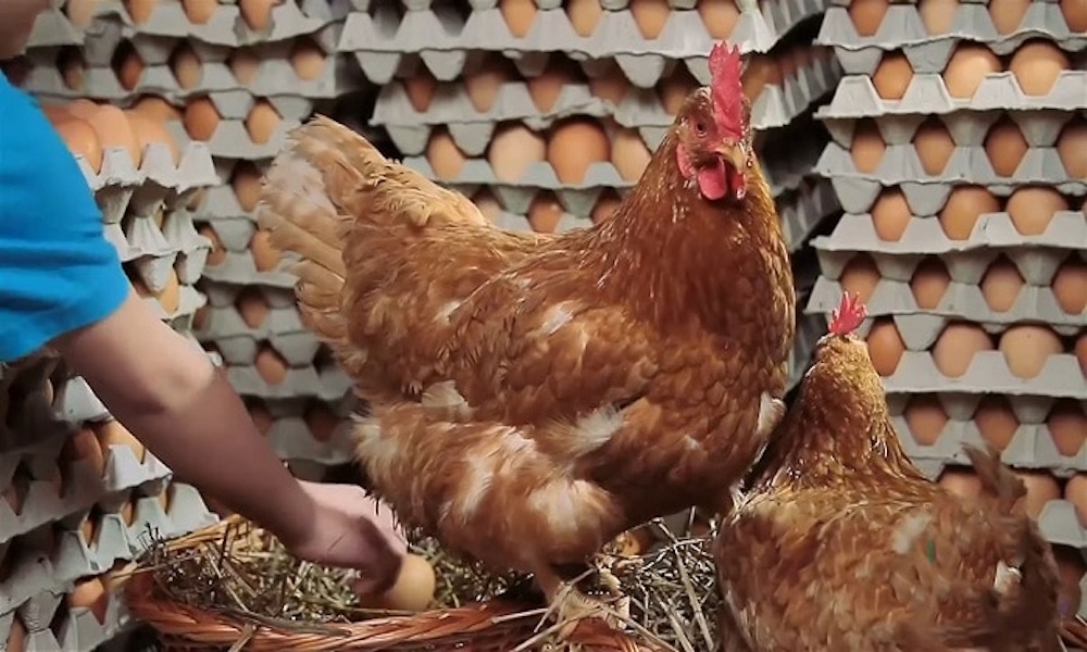 Năng suất đẻ trứng của gà
