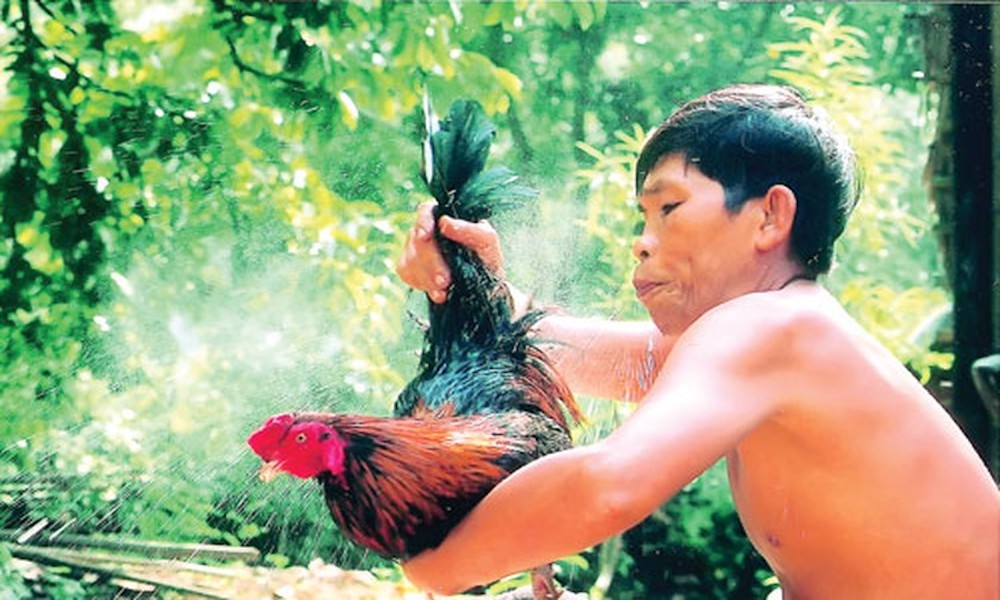 Tắm ướt cho gà bằng nhiều phương pháp