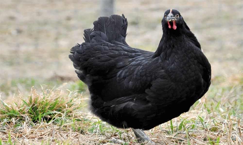Gà Jersey giống gà thuần chủng khổng lồ nhất thế giới