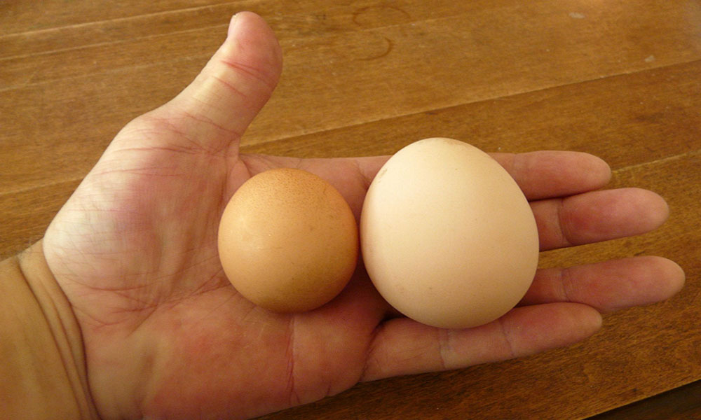 Khả năng sản xuất trứng