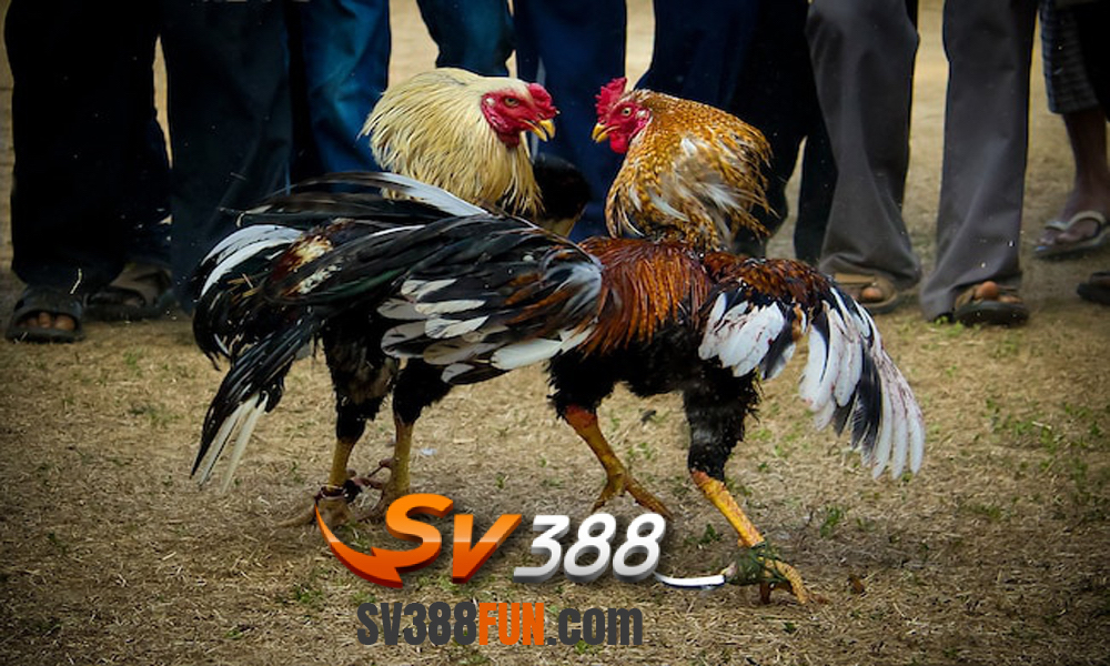 Đá Gà SV388 uy tín nhất thị trường