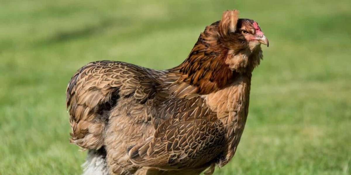 Cách nuôi gà Araucana đạt năng suất cao