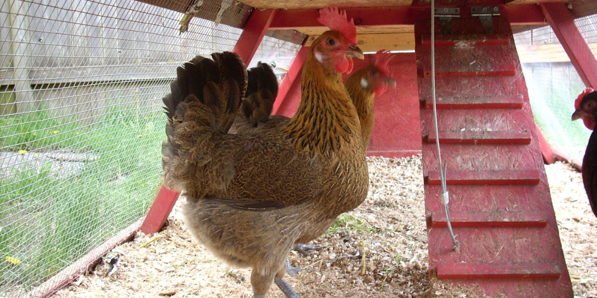 Cung cấp cho gà một không gian rộng rãi để vận động và bay lượn