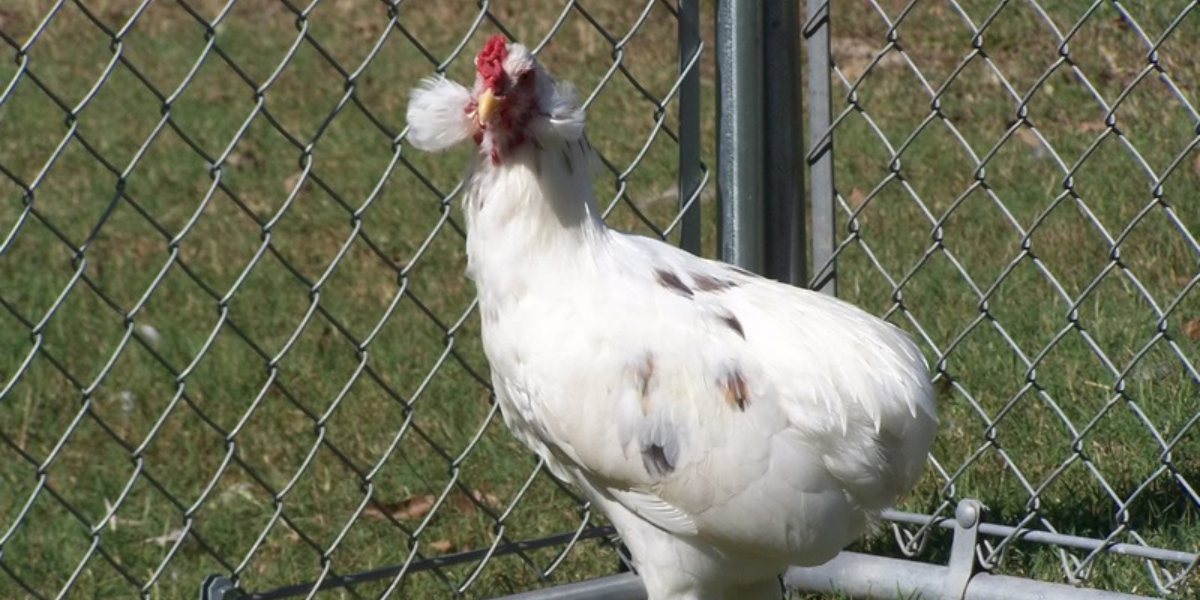 Gà Araucana là một trong những giống gà hiếm và độc đáo nhất thế giới
