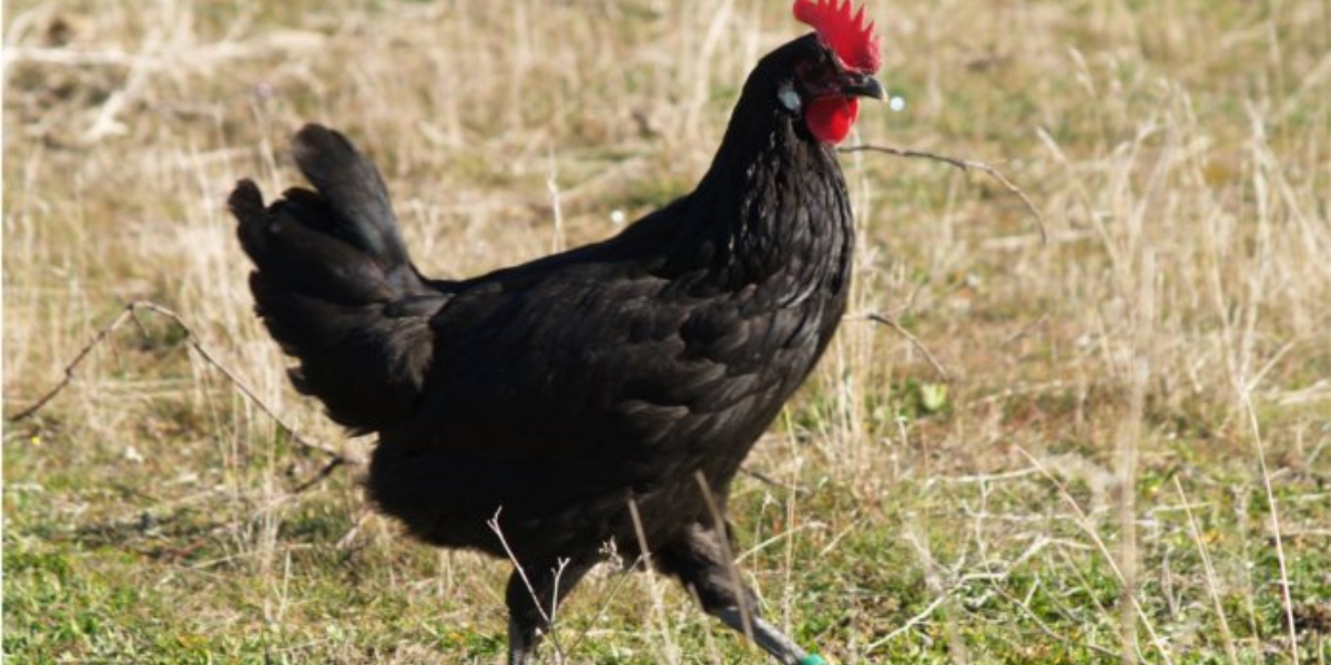 Gà Castilian là một trong những giống gà lâu đời nhất thế giới