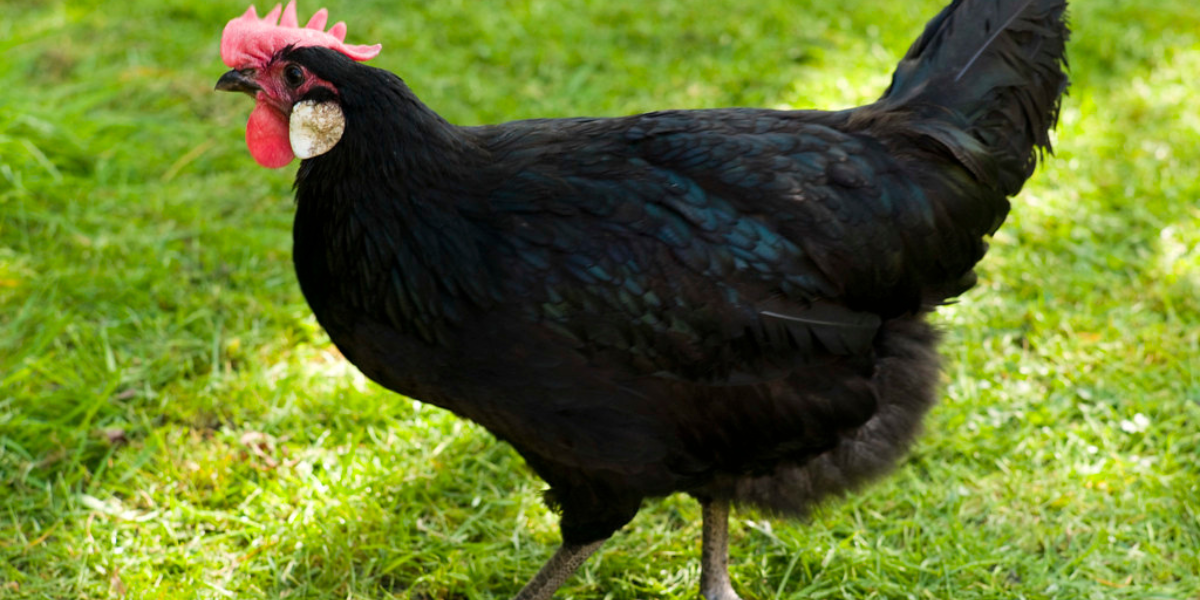 Gà Minorca là một giống gà để đẻ trứng