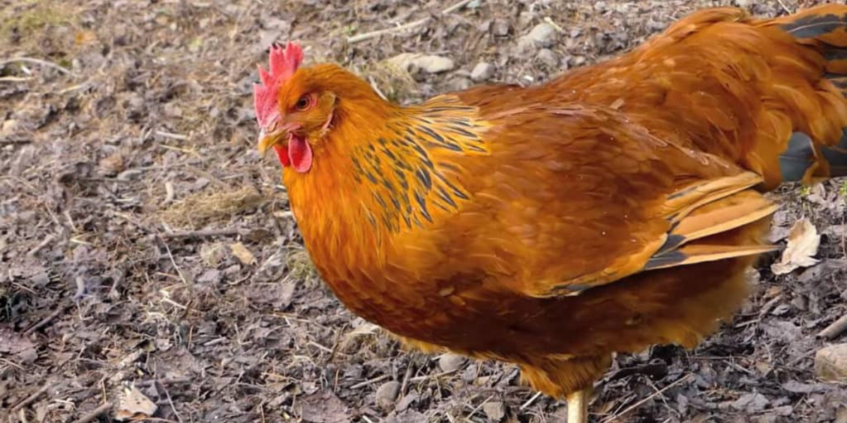 Gà New Hampshire được sử dụng để lai tạo với các giống gà khác để tạo ra các giống gà hiệu quả hơn