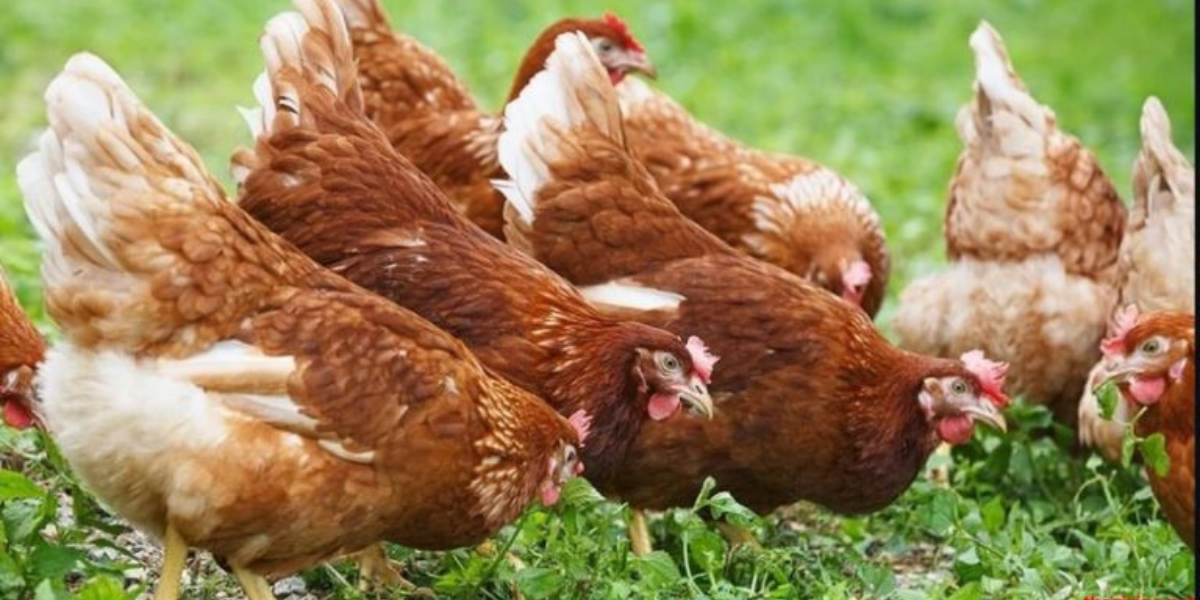 Gà Rhode Island là một giống gà thuần chủng, không phải là giống gà lai