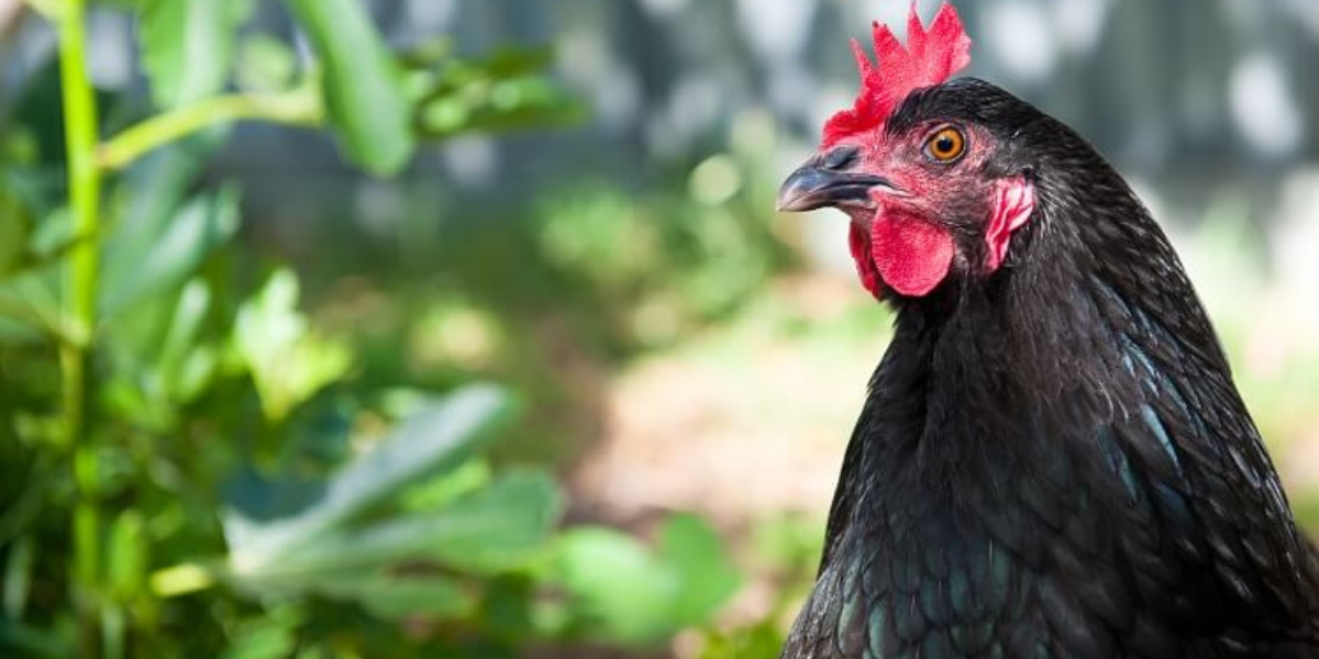 Giá bán của giống gà Australorp phụ thuộc vào nhiều yếu tố