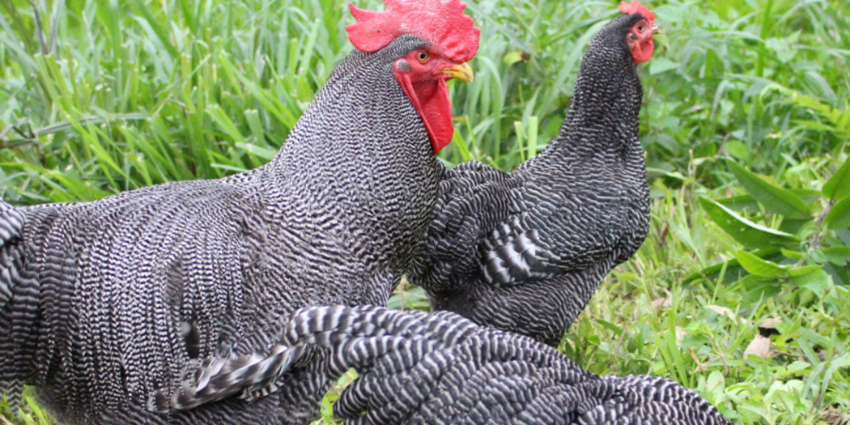 Giống gà Asturian Pinta là một giống gà hiếm có giá bán khá cao
