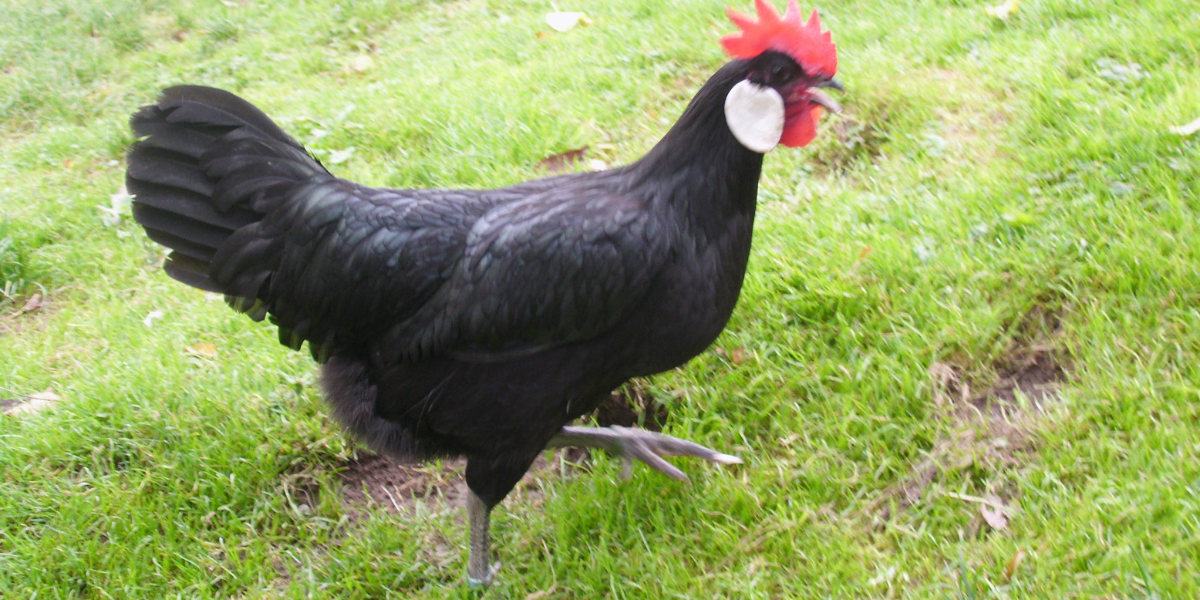 Giống gà Minorca có nguồn gốc từ Tây Ban Nha