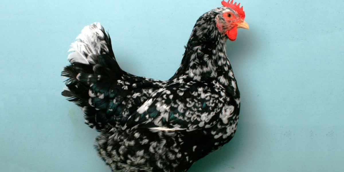 Những lưu ý khi nuôi gà Asturian Pinta