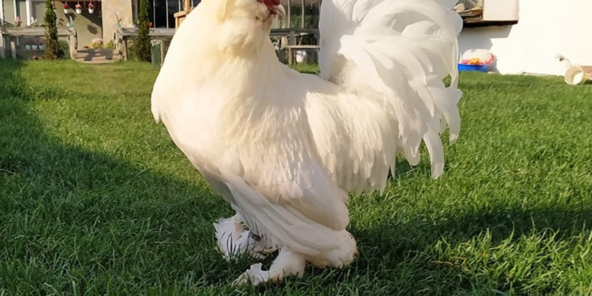 Những thuận lợi và khó khăn khi nuôi gà Sultan