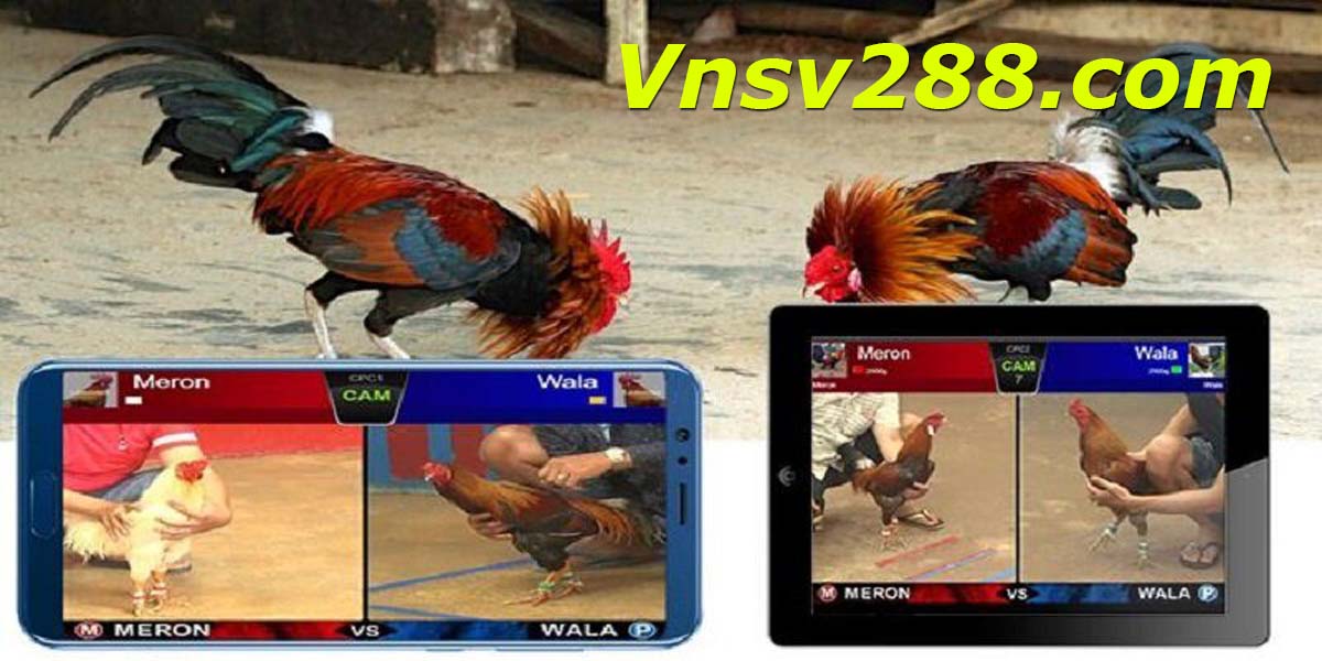Vnsv288 là gì?