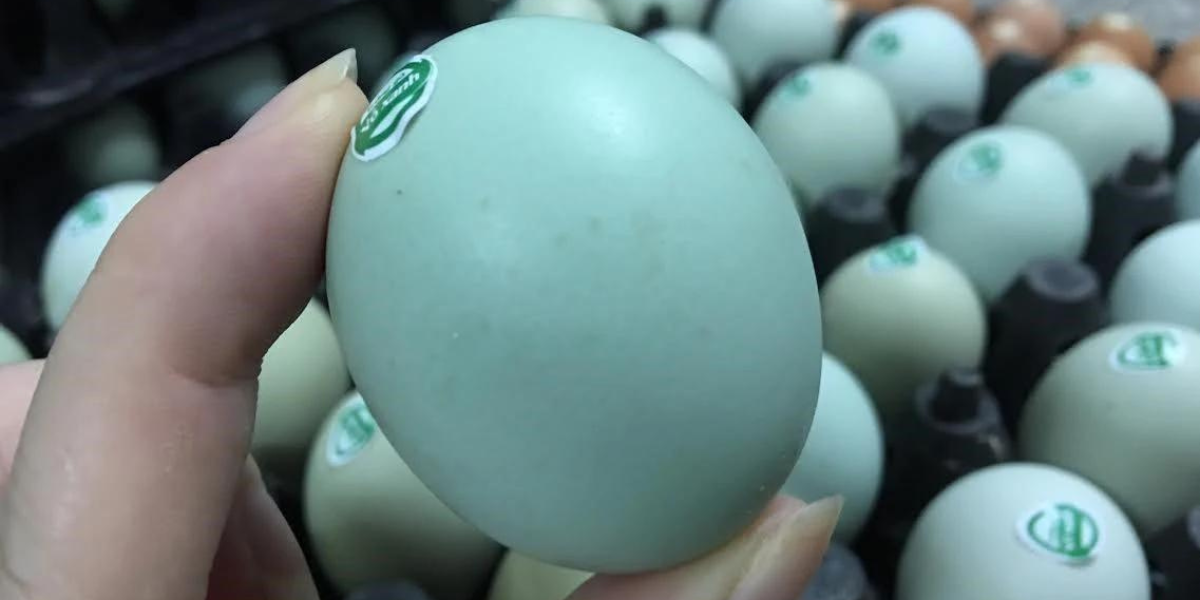Vỏ trứng gà Araucana có màu xanh lá cây hoặc xanh dương